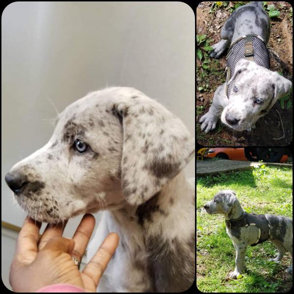 Silver/Blue Merle male