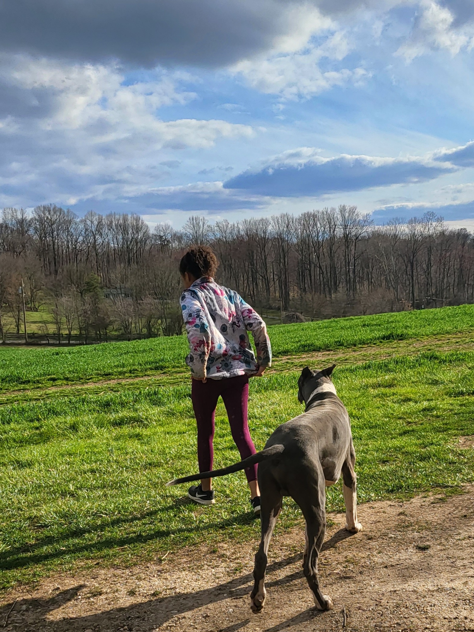 Grants gorgeous great best sale danes