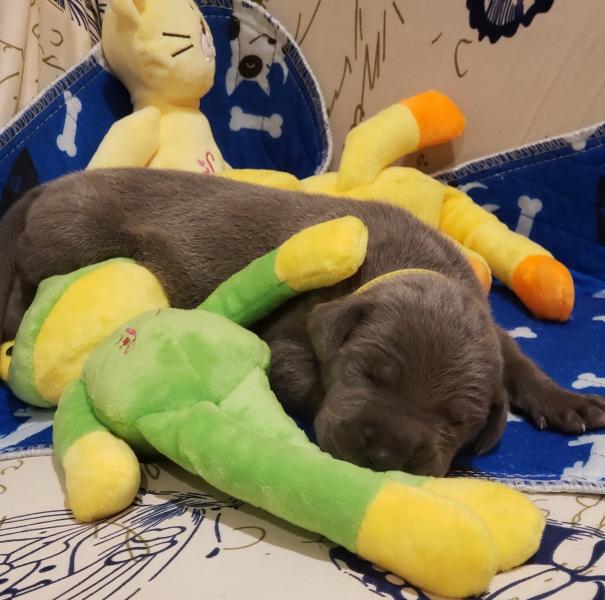 We currently have 1 blue female available, you may apply to secure your families place in line for one, Ensuring you won't get skipped over when the adoption scurry begins ! ~Born February 21, 2020 with Go-Home date of Apr 17, 2020~ 