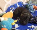 We currently have 2 black male pups available with the possibility of more on the way. You may apply to secure your families place in line for one. Ensuring you won't get skipped over when the adoption scurry begins ! ~Born February 23, 2020 with Go-Home date of Apr 19, 2020~ & ~Due March 3, 2020 with Go-Home date of Apr 28, 2020~