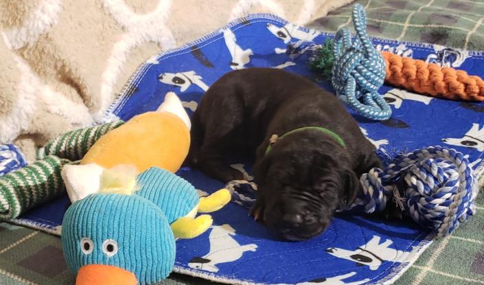 We currently have 2 black male pups available with the possibility of more on the way. You may apply to secure your families place in line for one. Ensuring you won't get skipped over when the adoption scurry begins ! ~Born February 23, 2020 with Go-Home date of Apr 19, 2020~ & ~Due March 3, 2020 with Go-Home date of Apr 28, 2020~