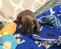 We only have 1 Brindle male - Adoption Pending ~Born February 23, 2020 with Go-Home date of Apr 19, 2020~