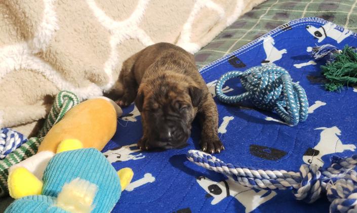 We only have 1 Brindle male - Adoption Pending ~Born February 23, 2020 with Go-Home date of Apr 19, 2020~