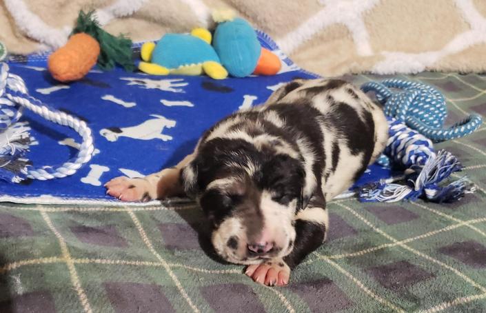 We currently have 1 Harlequin male available, with the possibility of more on the way. You may apply to secure your families place in line for one. Ensuring you won't get skipped over when the adoption scurry begins ! ~Born February 23, 2020 with Go-Home date of Apr 19, 2020~ & ~Due March 3, 2020 with Go-Home date of Apr 28, 2020~      