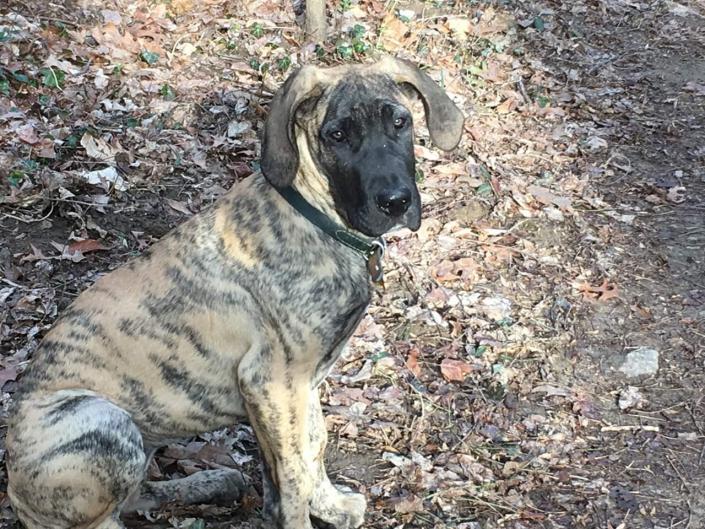 Golden Brindle female 