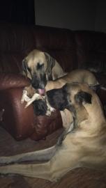 Grants gorgeous great sales danes