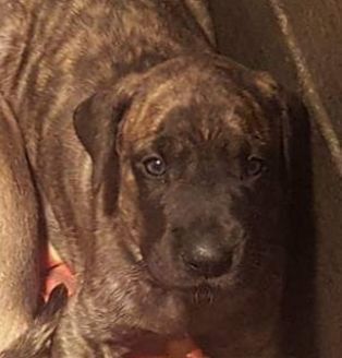 We are not certain how many Brindle females we are expecting, but you may apply to secure your families place in line for one. Ensuring you won't get skipped over when the adoption scurry begins !

 ~Due June 17, 2020 with Go-Home date of August 12, 2020~

 

