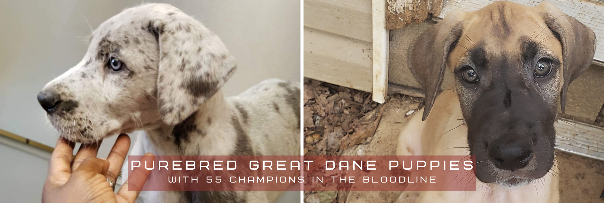 Purebred Great Dane Puppies