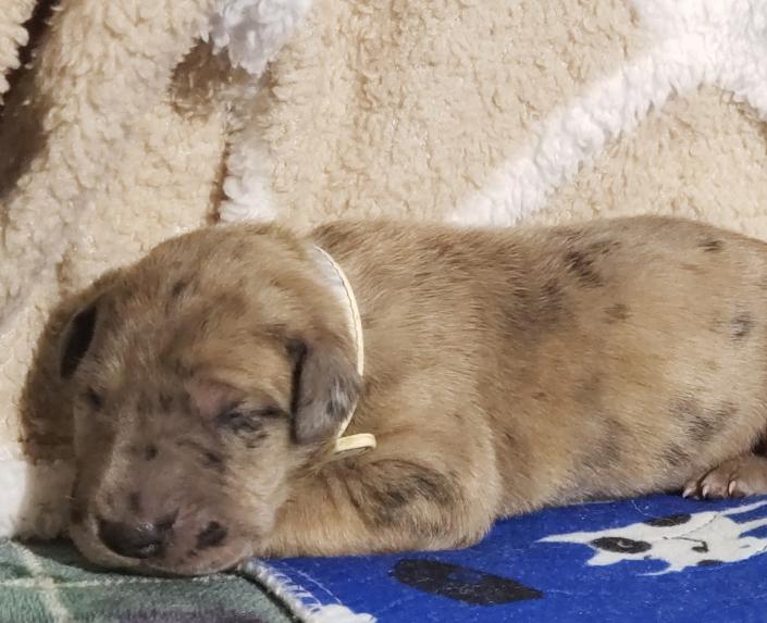 We currently have 1 chocolate merle female pup available. You may apply to secure your families place in line for one, Ensuring you won't get skipped over when the adoption scurry begins ! ~Born February 23, 2020 with Go-Home date of Apr 19, 2020